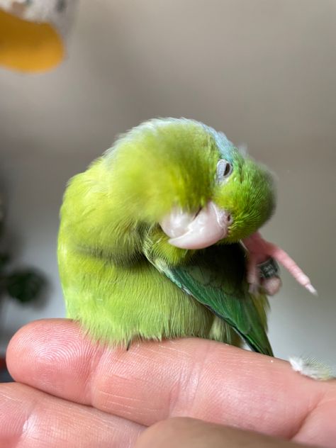 Pacific Parrotlet, Kinds Of Birds, Little Birds, Parrot, Cute Animals, Birds, Animals, Quick Saves