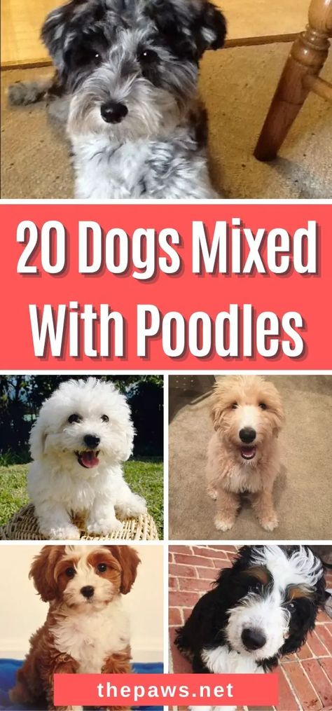 Poodles are one of the popular dog breeds in the world. If you're fan of this adorable dog, you're sure to fall in love with this list of gorgeous Poodle mixes. Mini Poodle Mix Breeds, Poodle Mixed Breeds, Poodle Terrier Mix Dogs, Cross Breed Dogs, Doodle Mixes Dogs, Doodle Mix Breeds, Small Poodle Mix Breeds, Chihuahua Poodle Mix Puppies, Toy Dogs Breeds