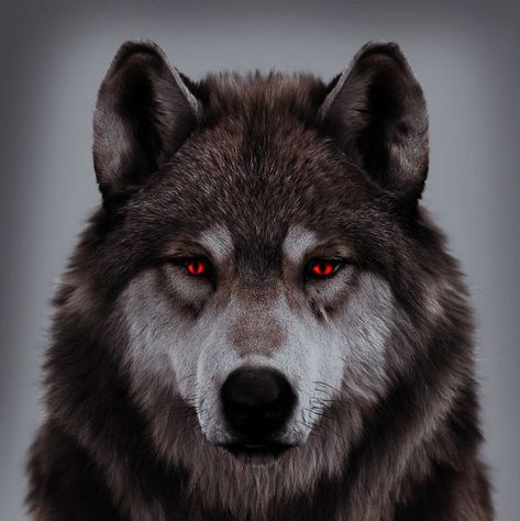 Wolf With Red Eyes, Geometric Wolf Tattoo, Alpha Werewolf, Freya Mikaelson, Wolf Art Print, Geometric Wolf, American Werewolf In London, Horsemen Of The Apocalypse, Wolf Face