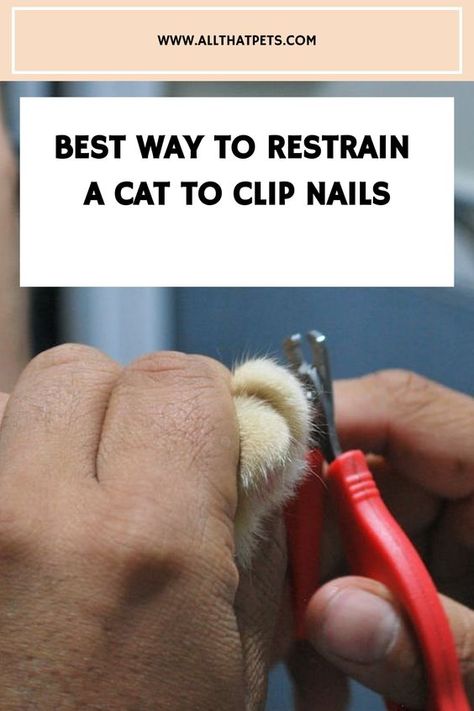 Master nail clipping! Learn safe ways to restrain your cat for stress-free grooming. Say goodbye to scratches! Get tips now. How To Cut Cat Nails, Clipping Your Cats Nails, Trimming Cat Nails, Cat Nail Clipping Tips, Clipping Dog Nails At Home Tricks, Clipping Cat Nails, Trim Cat Nails, Cut Nails, Cat Nail Clippers