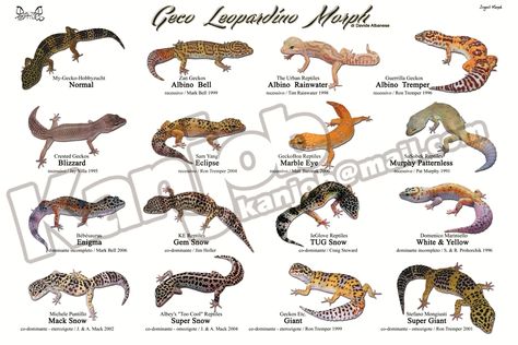 Leopard Gecko Colors, Leopard Gecko Morphs Chart, Leopard Gecko Cute, Gecko Morphs, Leopard Gecko Habitat, Leopard Gecko Tank, Leopard Gecko Morphs, Leopard Gecko Care, Gecko Habitat