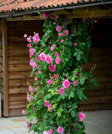 Rambling Roses Ideas, Climbing Rose In Pot, Climbing Roses In Containers, Potted Climbing Roses, Climbing Roses In Pots, Roses In Pots, New Dawn Climbing Rose, The English Roses, Cottage Garden Roses