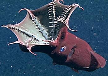 "Vampire squid from hell" is the translation of this squid's latin name - Vampyroteuthis infernalis.   Some are black with red eyes, although not all of them. It has big round eyes that can be blue or reddish. The skin can also be reddish or pale. It does not have vampire fangs but does have a big white beak. It has blue blood. The tentacle arms are covered by tiny, hairlike features called cirri. The arms have suckers on the outer sides. Vampire Octopus, Vampire Squid, Weird Sea Creatures, Fauna Marina, Life Under The Sea, Deep Sea Creatures, Sea Photo, Underwater Creatures, Underwater Life