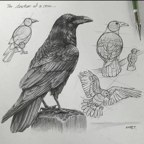 Crows Drawing, Structural Drawing, Arte Peculiar, Bird Sketch, Nature Sketch, Arte Sketchbook, Animal Sketches, Caravaggio, Bird Drawings