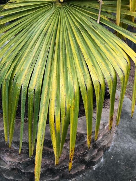 Windmill Palm Landscaping, Mexican Palm Tree, Windmill Palm, Mexican Palm, Winter Greenhouse, Plant Tips, Palm Fronds, Looking Good, Arkansas