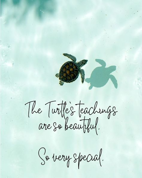 Turtle Inspiration Quotes, Turtles Quotes, Turtle Quotes Inspiration, Sea Turtle Quotes Inspiration, Sea Turtle Quotes, Ninja Turtle Quotes, Turtle Quotes, Moving Forward Quotes, Darling Quotes