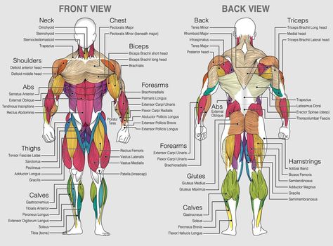 Muscle Chart Workout, All Body Muscles Name, Body Muscles Names Gym, Muscle Names Anatomy, Bodybuilder Anatomy Reference, Muscles Of The Body Human Anatomy, Full Body Muscles Anatomy, Body Muscles Anatomy Drawings, Muscle Diagram Anatomy