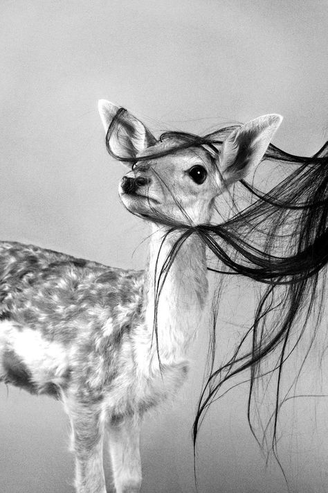 Gothic Animals, متحف فني, Awsome Pictures, Yennefer Of Vengerberg, Photo Grid, Art Of Love, A Deer, Oh Deer, Cute Profile Pictures