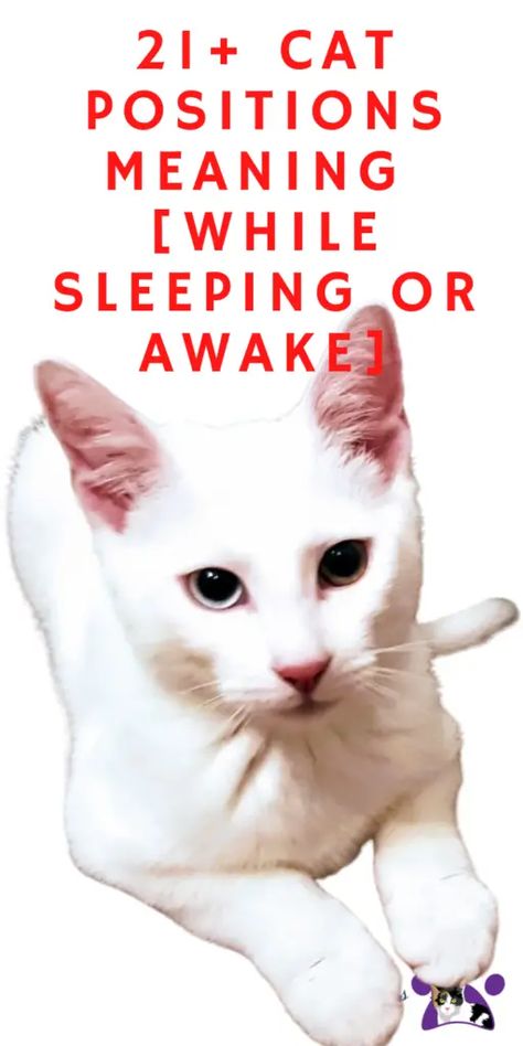 21+ CAT POSITIONS MEANING [WHILE SLEEPING OR AWAKE] Cats Emotions, Cat Positions, Cat Sleeping Positions Meaning, Cat Sleeping On Human, Cat Sleeping In Bed, Cat Drooling While Sleeping, Orange Cat Sleeping, Mean Cat, People Sleeping