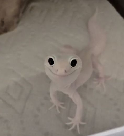 white gecko | Cute gecko, Cute lizard, Cute reptiles White Leopard Gecko, Albino Gecko, Cute Geckos, White Gecko, Cute Leopard Gecko, Leopard Gecko Cute, Tattoo Leopard, White Lizard, Cute Gecko