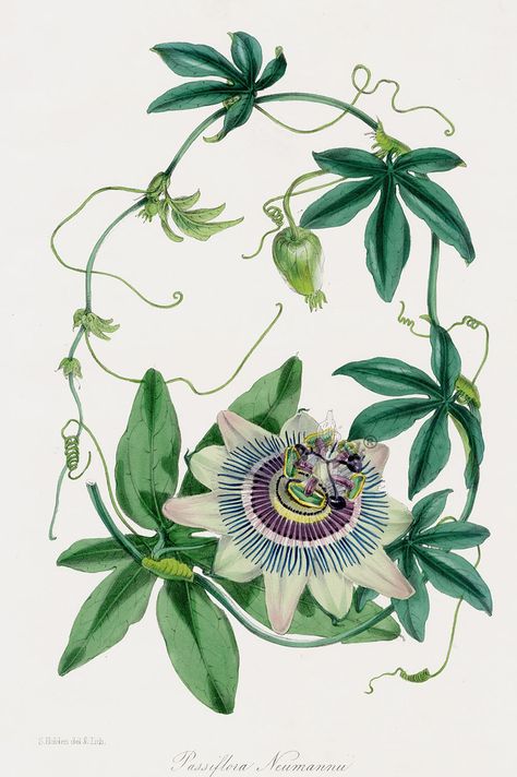 Passion Flower from Paxton Magazine Botany Antique Prints 1834 Botanical Flowers Print, Botanical Illustration Vintage, Baby Painting, Passion Flower, Botanical Drawings, Nature Illustration, Botanical Flowers, Vintage Botanical, Antique Prints