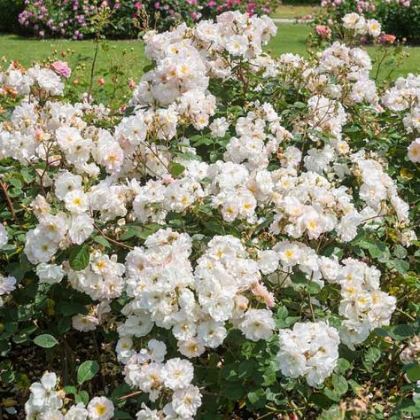 Clematis Montana Rubens, Rose Companion Plants, Deadheading Roses, Musk Rose, Clematis Montana, Fragrant Roses, Fragrant Garden, Rose Care, Shrub Roses