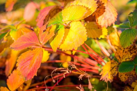 What To Do With Your Strawberry Plants Before Winter - Fall Care Strawberry Plant Care, Potted Strawberry Plants, Hosta Care, Easy Perennials, Diy Garden Bed, Hosta Plants, Leafy Plants, Growing Strawberries, Fall Care