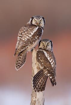 Mail - Debbie Wynne - Outlook Sawhet Owl, Hawk Owl, Owl Carving, Awesome Owls, Nocturnal Birds, Owl Photos, Hoot Owl, Owl Pictures, Beautiful Owl