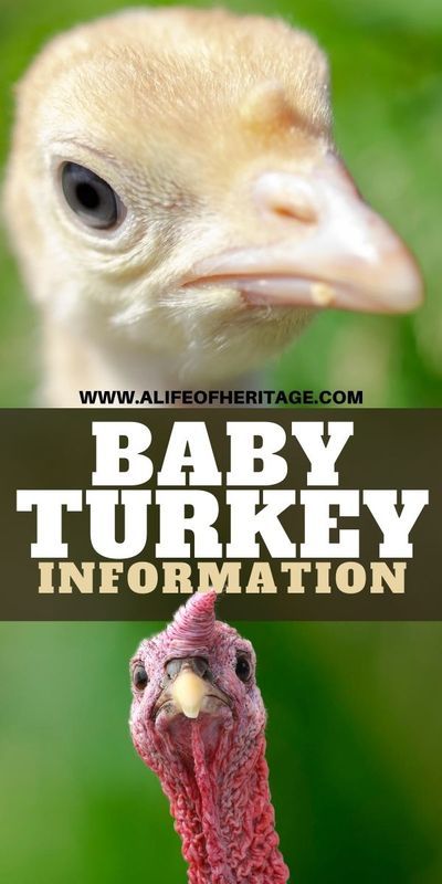 Are you ready to raise turkeys? It starts with the baby turkey...but what is the name of a baby turkey? Learn how to raise turkeys for meat and for profit. These skills on your homestead will add a new layer of self-sufficiency and will be a great project for years to come. #homesteadingsurvival #selfsufficient #homesteadingskills Turkey Names, Turkey Breeds, Pet Turkey, Chicken Facts, Raising Turkeys, Homestead Animals, Turkey Farm, Homesteading Tips, Raising Quail