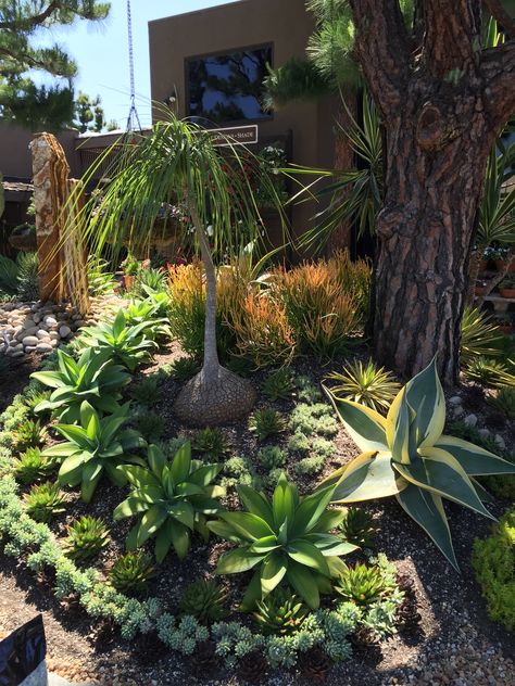 Agave Attenuata, Succulent Ideas, Water Wise Plants, Tree Borders, Landscape Borders, Plants Succulents, Water Wise, Agaves, Cactus Garden