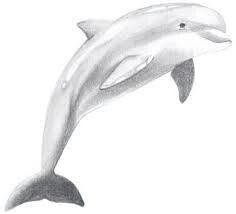 Draw A Dolphin, Dolphin Drawing, Dolphins Tattoo, Dolphin Art, A Dolphin, Animal Sketches, Art How, Learn To Draw, Drawing Tutorial