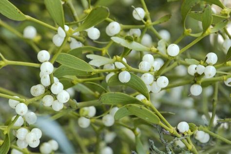 The Rise and Fall of Mistletoe as a Christmas Tradition | My Merry Christmas | Merry Forums of My Merry Christmas Mistletoe Plant, Wisteria Plant, Plant Monster, Invasive Plants, Plant Aesthetic, Under The Mistletoe, Summer Projects, Tree Tops, Ornamental Grasses