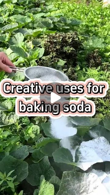 The Gardener on Instagram: ""Baking Soda Hacks for Gardening"  #bakingsoda #gardeninghacks #plants #soilamendment #naturalfertilizer #greenthumb #sustainability #organicgardening #plantcare #gardeningtips by  gardensmania" Garden Hacks Diy, Vegetable Garden Planner, Garden Remedies, Small Vegetable Gardens, Garden Fertilizer, Indoor Vegetable Gardening, Vegetable Garden Planning, Vegetable Garden Diy, Plant Care Houseplant