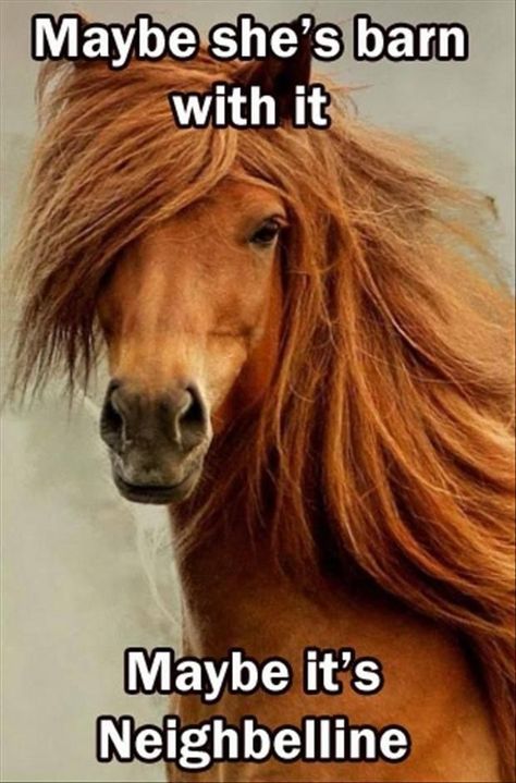 "Maybe she's barn with it. Maybe it's Neighbelline" LOL Cowgirl Stuff, Dump A Day, Clydesdale, Have A Laugh, Animal Friends, E Card, Beautiful Animals, Laughing So Hard, Beautiful Horses