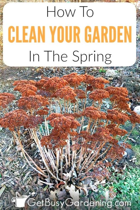 With this guide on How To Clean Up A Garden In Spring, home gardeners will learn a variety of helpful tips for creating clean, healthy beds for the next growing season. Practical advice and a handy checklist make cleaning up your yard and garden easy and manageable. My tips will help beginners learn exactly when the right time to start a spring garden clean up really is, and why it’s so important in creating beautiful and productive flower and vegetable beds in the spring and summer months. Spring Cleaning Yard, Homemade Toilet Cleaner, Clean Baking Pans, Cleaning Painted Walls, Garden Spring, Deep Cleaning Tips, Healthy Garden, Clean Dishwasher, Flowers Garden