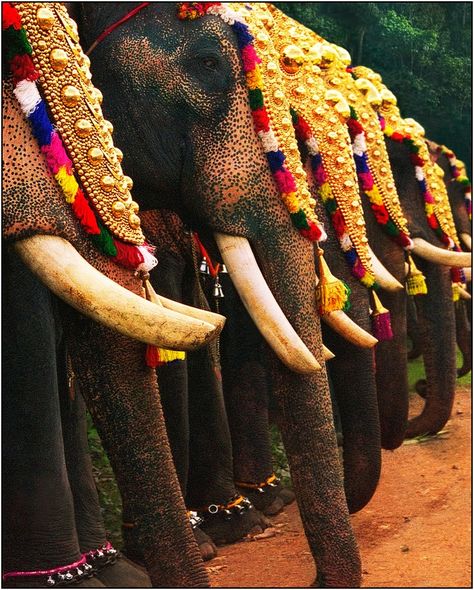 Elephants decorated for the Onam parade Onam Festival Kerala, Onam Wishes, Elephant Photography, Onam Festival, Happy Onam, Festivals Of India, India Culture, Cool Winter, Indian Elephant