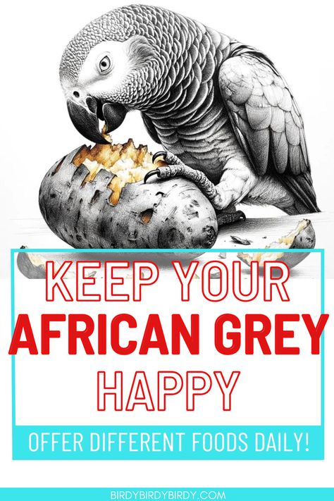 An african grey eating a potato with the text Keep African Greys Happy by Offering a Variety of Foods Parrot Toys Homemade, Parrot Chop, African Grey Toys, Cockatiel Care, Parrot Care, Congo African Grey, Parrot Diet, Bird Room, Cook Potatoes