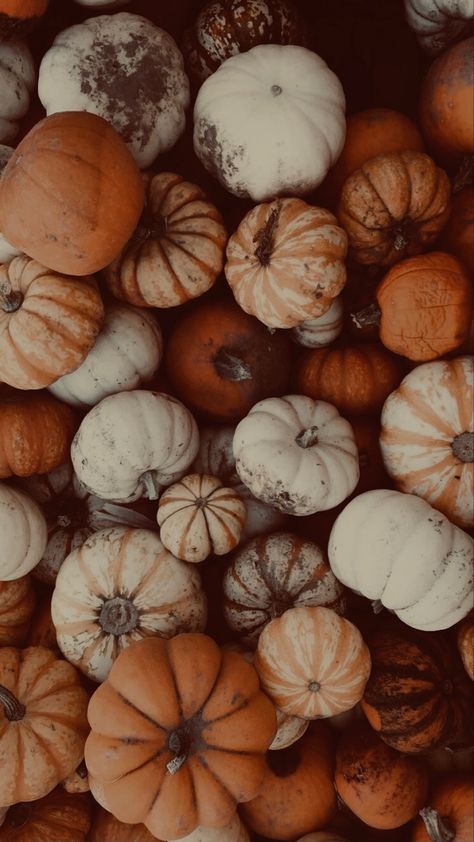 Fall Aesthetic Cover Photo, Pumpkin Screensavers For Iphone, Dark Fall Wallpaper Laptop, Fall Asthetic Photos Wallpaper, Fall Esthetic Background Wallpaper, Country Fall Wallpaper, Pics For Wall Collage, Pumpkin Wallpaper Iphone, Halloween Asethic