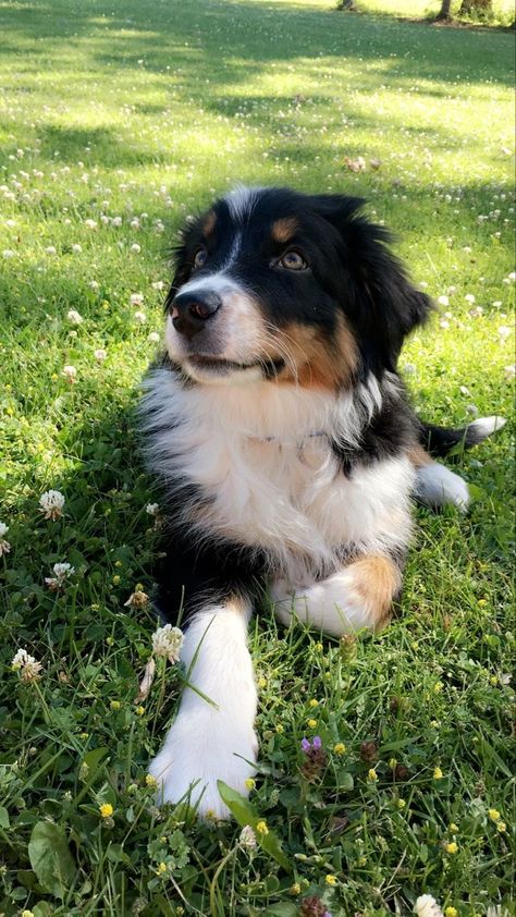 Chocolate Lab Golden Retriever Mix Puppies, Black Tri Australian Shepherd, Black Australian Shepherd, American Shepherd, Aussie Shepherd, Australian Shepherd Puppy, Aussie Puppies, Aussie Dogs, Collie Puppies