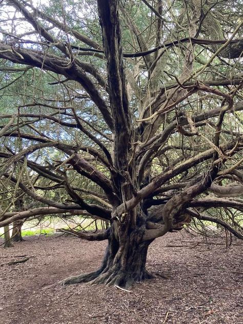 Ancient Yew trees Ancient Yew Tree, Trees, Nature