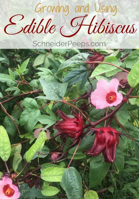 Growing Hibiscus, Hibiscus Garden, Hibiscus Leaves, Hibiscus Sabdariffa, Day Lilies, Edible Landscaping, Wild Edibles, Hybrid Tea Roses, Tea Garden