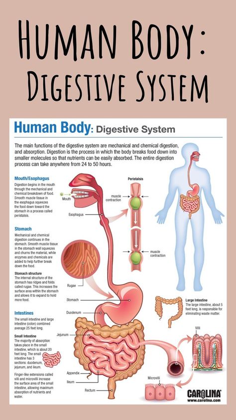 Digestive System Model, System Infographic, Digestive System Anatomy, Smooth Muscle Tissue, Human Digestive System, Human Body Organs, Nurse Study Notes, Basic Anatomy And Physiology, Sistem Pencernaan