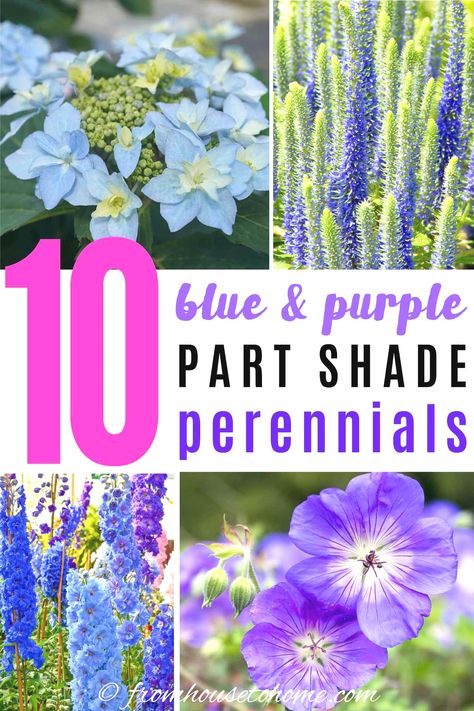 Partial Shade Perennials, Shade Perennial Garden, Part Shade Perennials, Spring Bulbs Garden, Perennials Low Maintenance, Purple Perennials, Partial Sun Perennials, Spring Perennials, Purple Flowers Garden