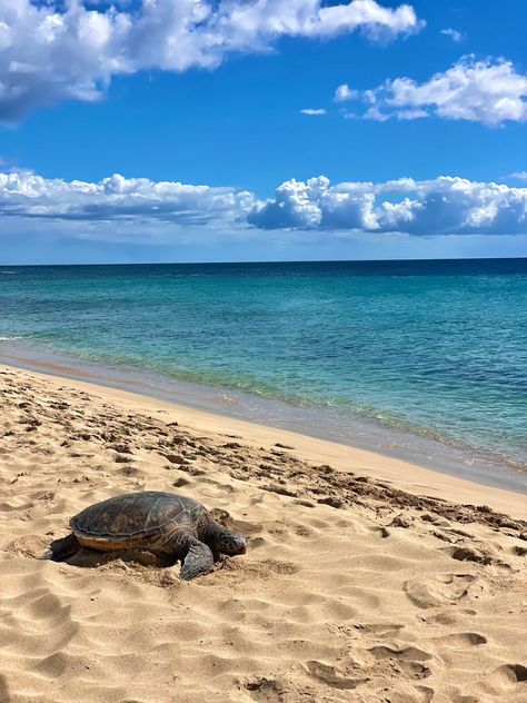 Oahu Hawaii beach day Hawaii Vision Board, Oahu Aesthetic, Hawaii Beach Aesthetic, Beach Moodboard, Beaches In Hawaii, Waikiki Hawaii Beach, Hawaii Lifestyle, Prettiest Beach, Oahu Hikes