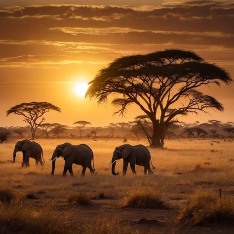 Afrika Aesthetic, Elephants Aesthetic, Savannah Aesthetic, Africa Wallpaper, Savannah Landscape, Animal Encyclopedia, Africa Elephant, Zimbabwe Africa, Elephant Photography