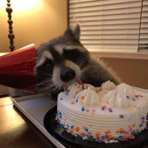 Birthday Raccoon, Raccoon Birthday, Raccoon Eating, Trash Pandas, Pet Raccoon, Baby Raccoon, Cute Raccoon, Animal World, Raccoon Funny