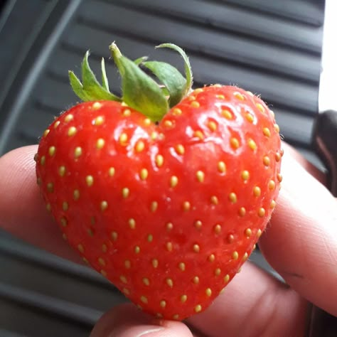 This heart shaped strawberry https://ift.tt/2N0TnKX Heart Shaped Strawberry, Strawberry Heart, Strawberries, Strawberry Seed, Strawberry Hearts, Fresh Cut Grass, Strawberry Ice Cream, Favorite Snack, Strawberry Shortcake