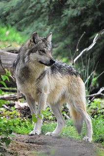 Mexican Grey Wolf. Mexican Grey Wolf, Realism References, Mexican Wolf, Mexican Gray Wolf, I Drive, Favorite Animal, Grey Wolf, The Zoo, Endangered Species