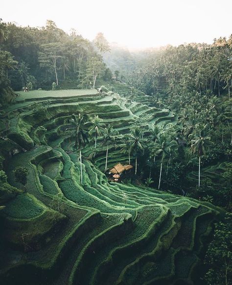 Exciting Bali, Indonesia🌴 on Instagram: “Tegallalang Rice Terraces is one of the biggest tourist attractions in Bali and it is easy to see why. Tegalalang Rice Terrace is up there…” Bali Bucket List, Bali Baby, Sun View, Rice Fields, Rice Terraces, Adventure Style, Beautiful Places To Travel, Travel Inspo, Hidden Gems