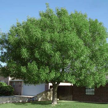 12 Best Fast Growing Shade Trees - A&P Nursery Best Shade Trees, Fast Growing Shade Trees, Desert Shade, Drought Tolerant Trees, Desert Trees, Succulent Landscape Design, Backyard Flowers, Ash Tree, Sun Water