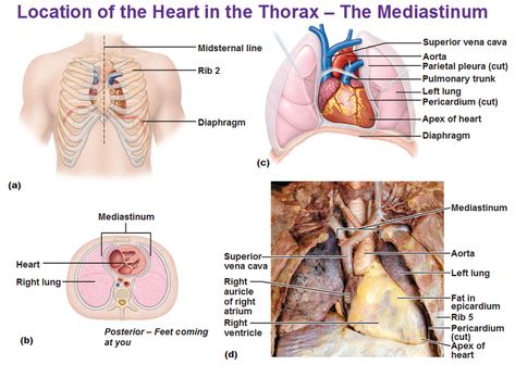 Mediastinum Anatomy, Anatomy Of The Heart, Cardiac Anatomy, First Aid Kit Checklist, Heart Location, Gross Anatomy, Heart Anatomy, Aid Kit, Blood Flow