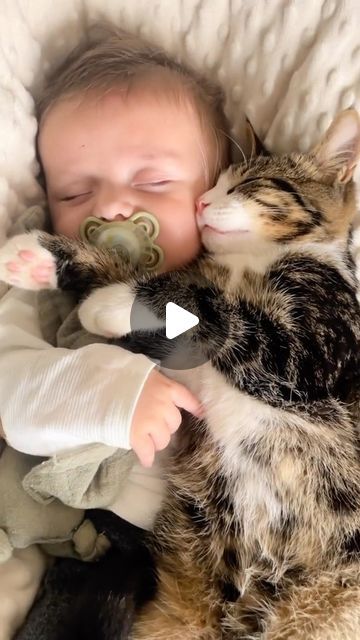 Meowing Cats 🐈 on Instagram: "Best friend 😻🐾 • To : [ 👉🏻 @miyavlikedicikler ] Via : [ 📹 justinedcss - TikTok ] • 🛒 MIYAVEE PET SHOP ~ link in bio • • ~Contact for advertisement ~" Kitten And Cat, Cute Cats And Kittens Pictures, How To Pet A Cat, Cat Cuddles Human, Cats And Kittens Videos, Cute Kitten Videos, Cats And Babies, Deer Bones, Cute Cat Video