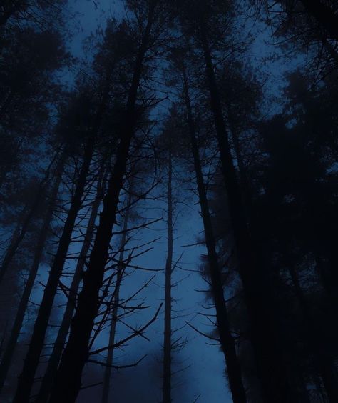 Blue Hour Photography, Dark Forest Aesthetic, Blue Core, Blue Aesthetic Dark, The Boogeyman, Witchy Wallpaper, Foggy Forest, Misty Forest, Night Landscape