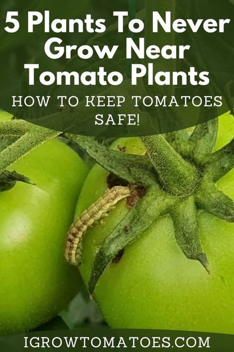 Did you know that what you plant near your tomatoes can have a huge impact on their health and productivity – and while there are plenty of plants that can benefit tomatoes, there are also a few that you should never grow near tomato plants? Take a look at this article to learn about 5 plants you should never grow near your tomato plants! How To Grow Roma Tomatoes, Baking Soda For Tomato Plants, Best Fertilizer For Tomato Plants, How To Grow Tomatoes For Beginners, Tomato Plants Growing Tips, Tomatoes Plants Problems, Green Therapy, Pruning Tomato Plants, Tomatoes Growing