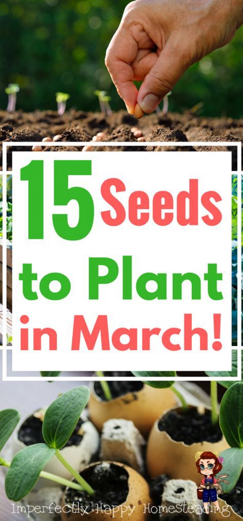 15 Vegetable, Herb and Fruit Seeds You Can Plant in March. Get your spring and summer garden off to a great start! Cottage Patio, Vertical Vegetable Gardens, Vegetable Garden Planner, Vegetable Garden Tips, Spring Gardening, Vertical Vegetable Garden, Garden Layout Vegetable, Starting A Vegetable Garden, Indoor Vegetable Gardening