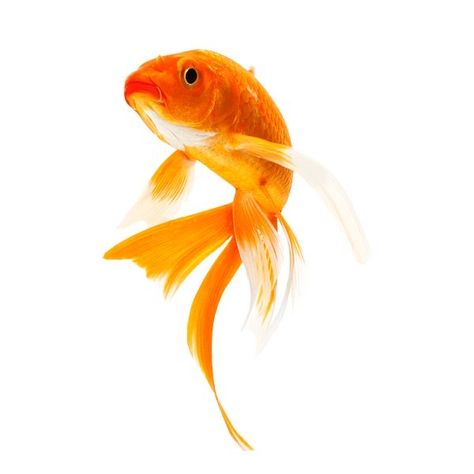 Fish Png Aesthetic, Transparent Fish, Fish Png, Goldfish Art, Photoshop Digital Background, Yellow Fish, Orange Fish, Golden Fish, Underwater Animals