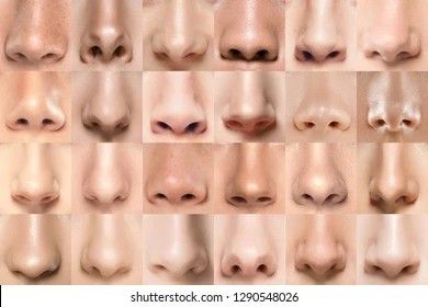 Nose Reference, Drawing Face Expressions, Reference Photos For Artists, Nose Drawing, Human Anatomy Drawing, Nose Shapes, Human Figure Drawing, Face Drawing Reference, Face References