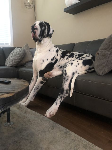 Dalmatian Great Dane, Spotted Great Dane, Great Dane Blue Harlequin, Harlequin Great Dane Puppy, Italian Accent, Dalmatian Mix, Blue Great Danes, Great Dane Mix, Harlequin Great Danes