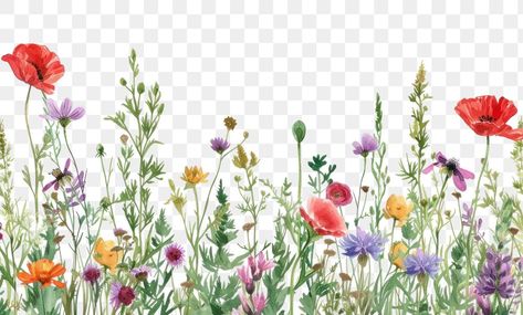 Border Transparent, Art Border, Wildflower Meadow, Flowers Art, Backgrounds Free, Floral Border, Free Png, Free Image, Free Images