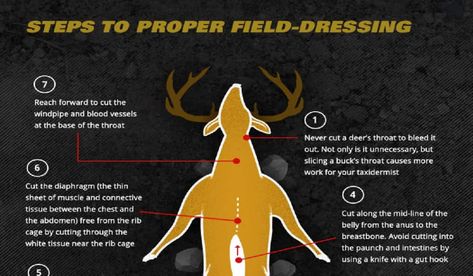 Field Dressing A Deer, Field Dress, Deer Hunting Tips, 3 Strikes, Whitetail Bucks, Buck Deer, Hunting Tips, Diagram Design, Science Fiction Tv